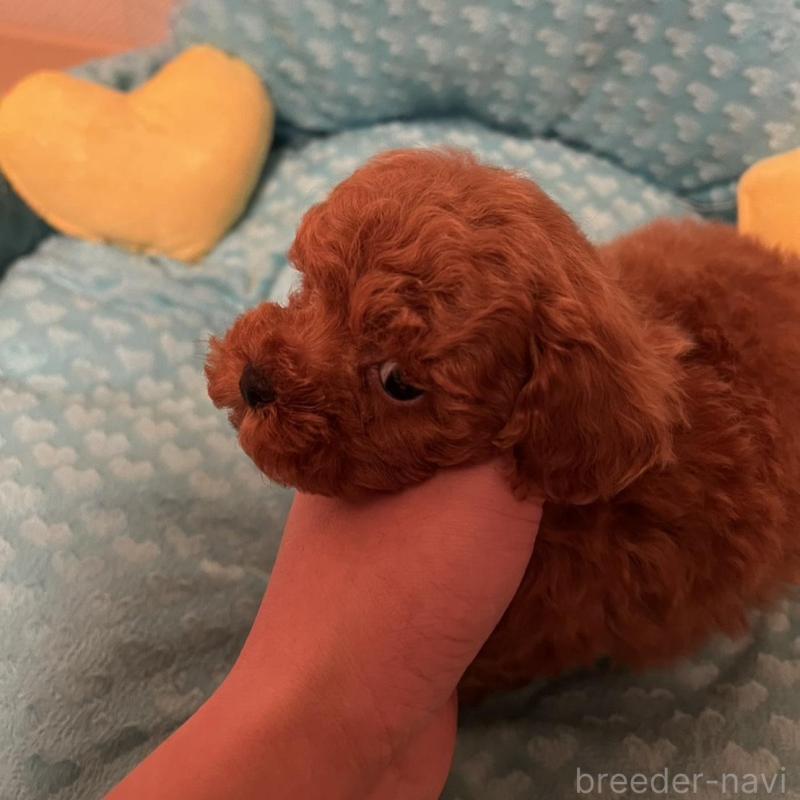 販売中の福岡県のトイプードル-431304の3枚目