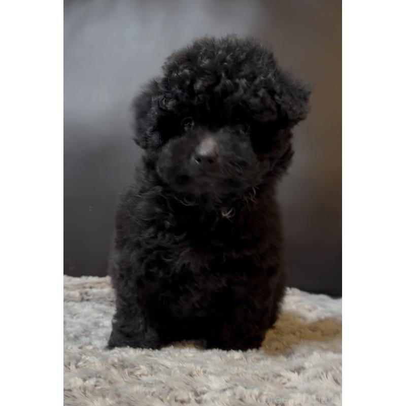 販売中の奈良県のミディアムプードル-431305の6枚目