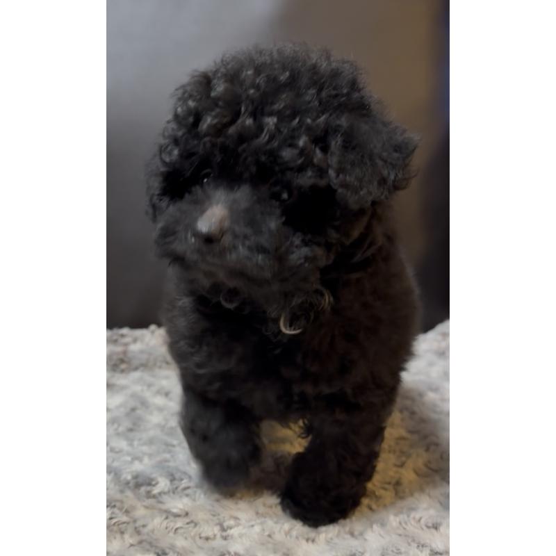 販売中の奈良県のミディアムプードル-431305の5枚目