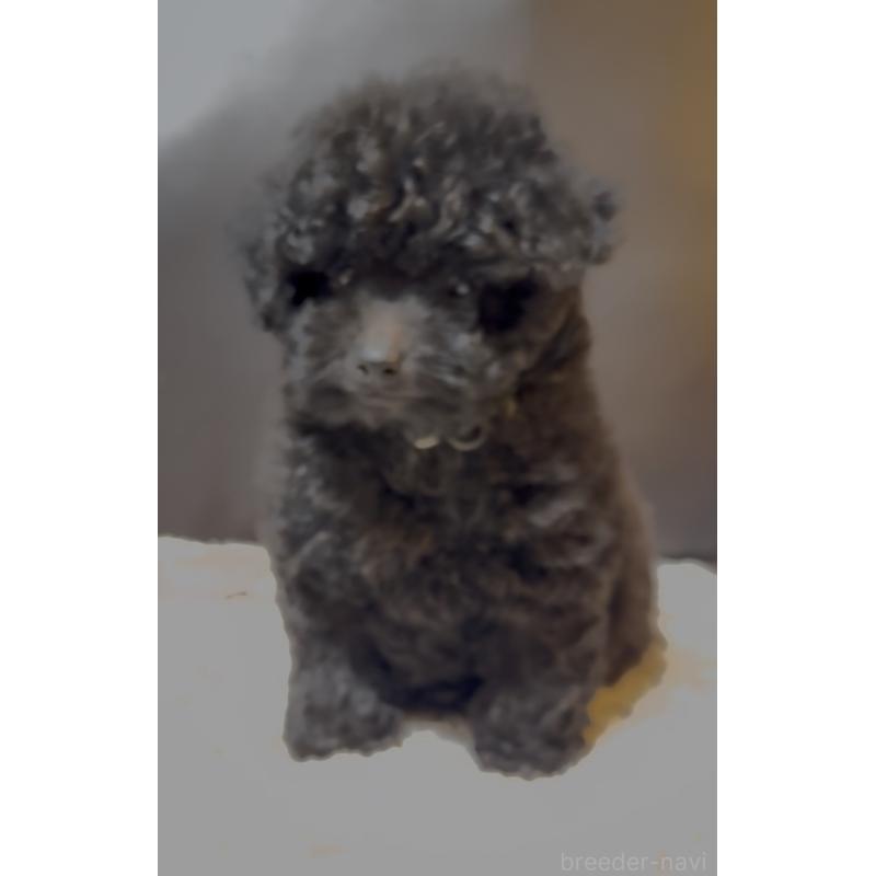 販売中の奈良県のミディアムプードル-431305の4枚目