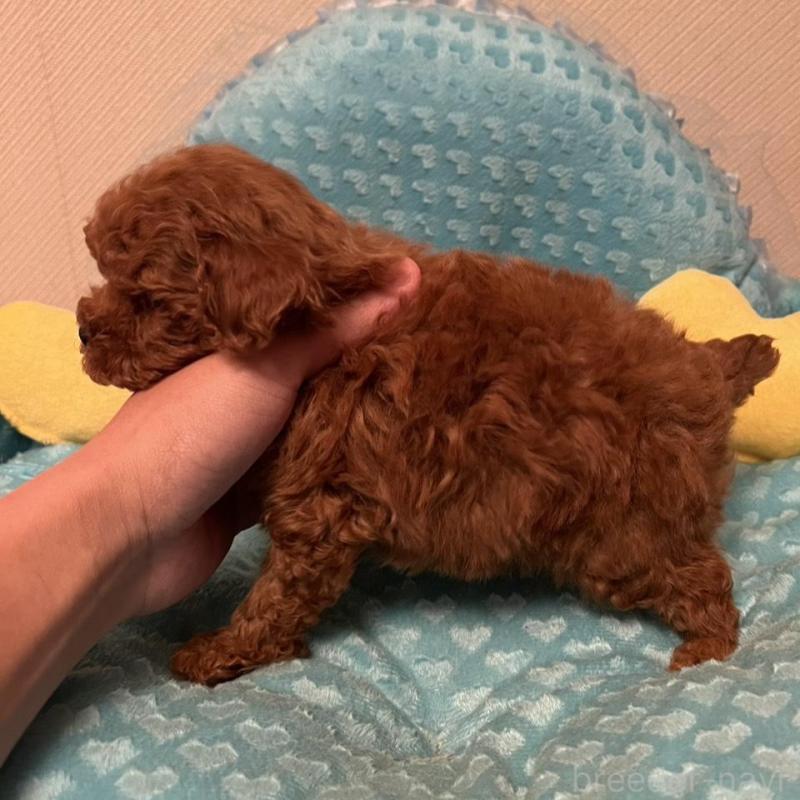 販売中の福岡県のトイプードル-431304の2枚目