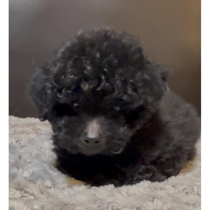 販売中の奈良県のミディアムプードル-431305の3枚目