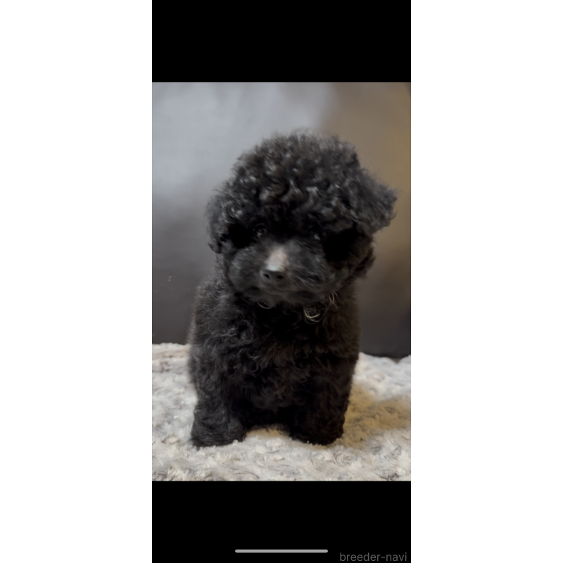 販売中の奈良県のミディアムプードル-431305の2枚目