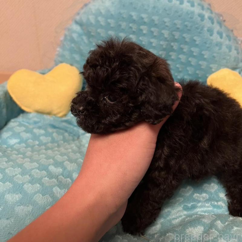 販売中の福岡県のトイプードル-431306の6枚目