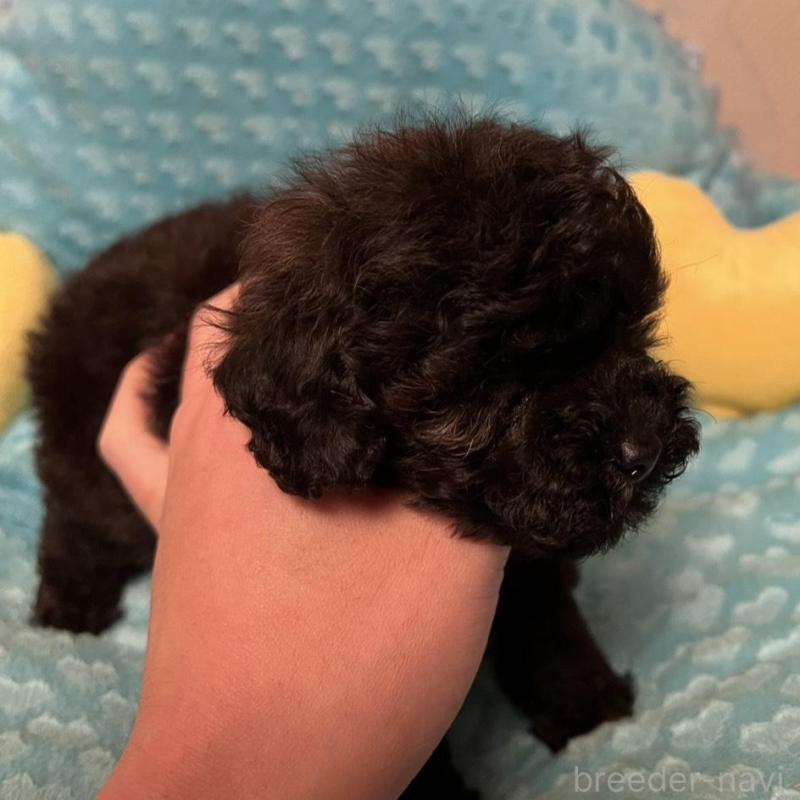 販売中の福岡県のトイプードル-431306の5枚目