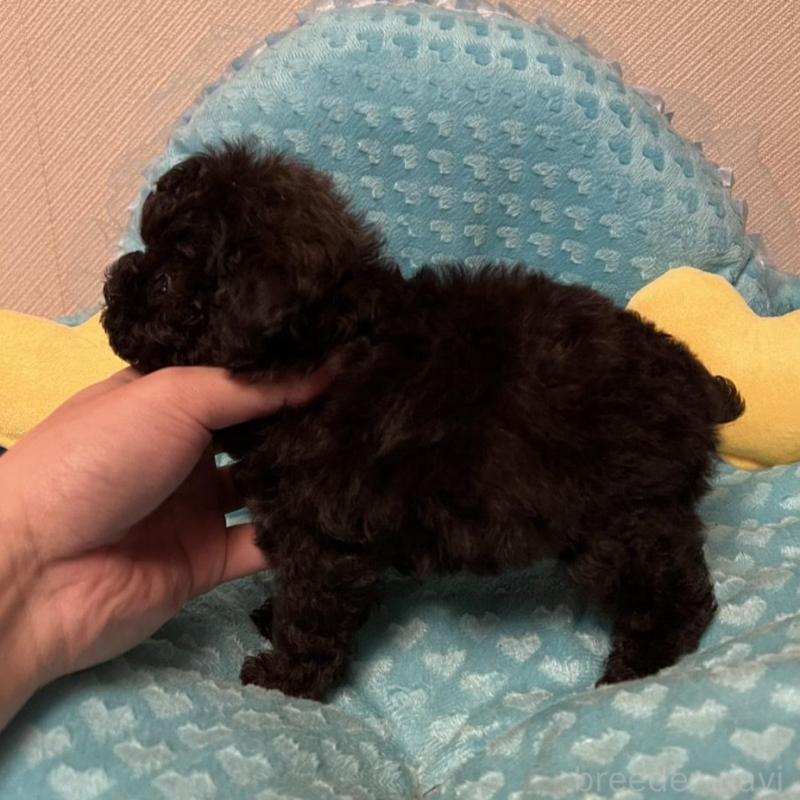 販売中の福岡県のトイプードル-431306の4枚目