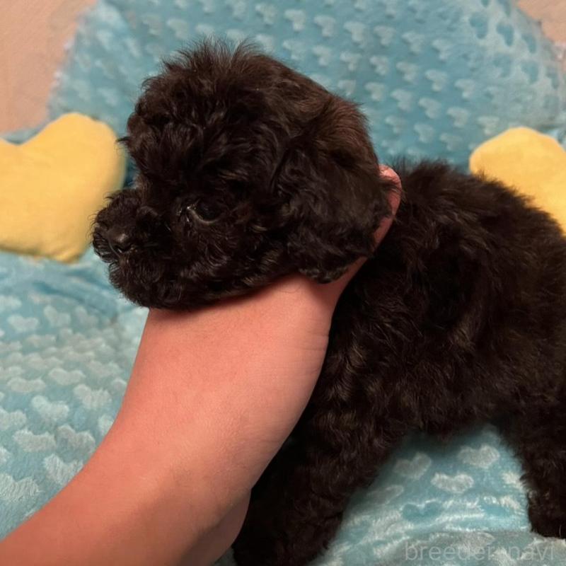 販売中の福岡県のトイプードル-431306の3枚目