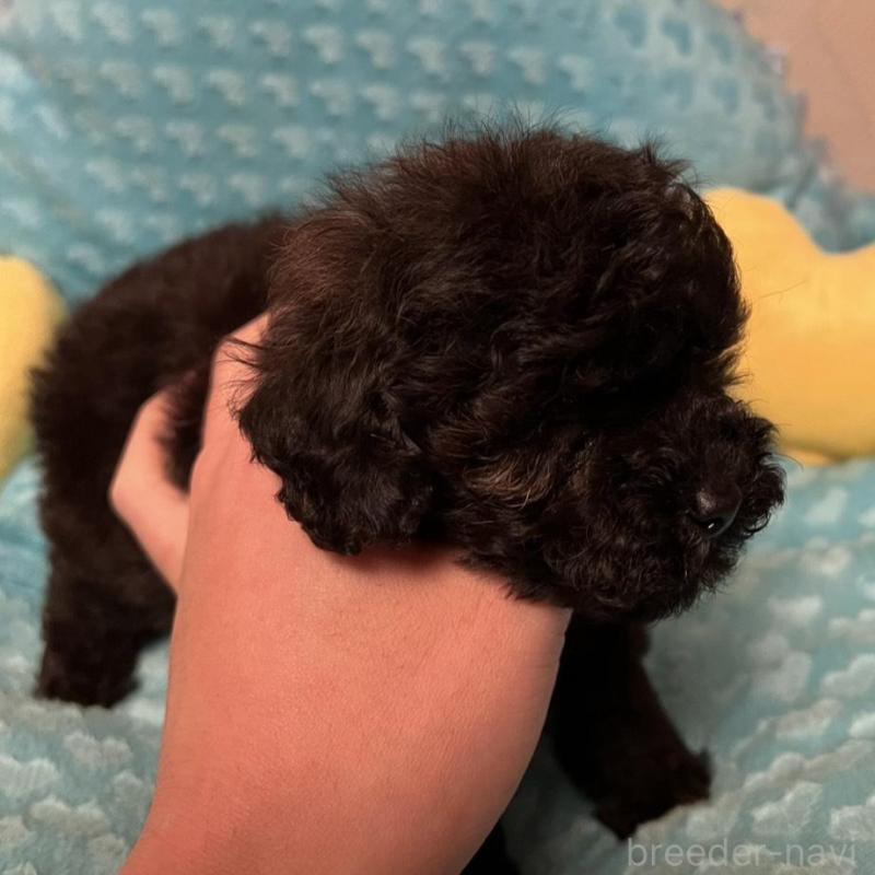 販売中の福岡県のトイプードル-431306の2枚目
