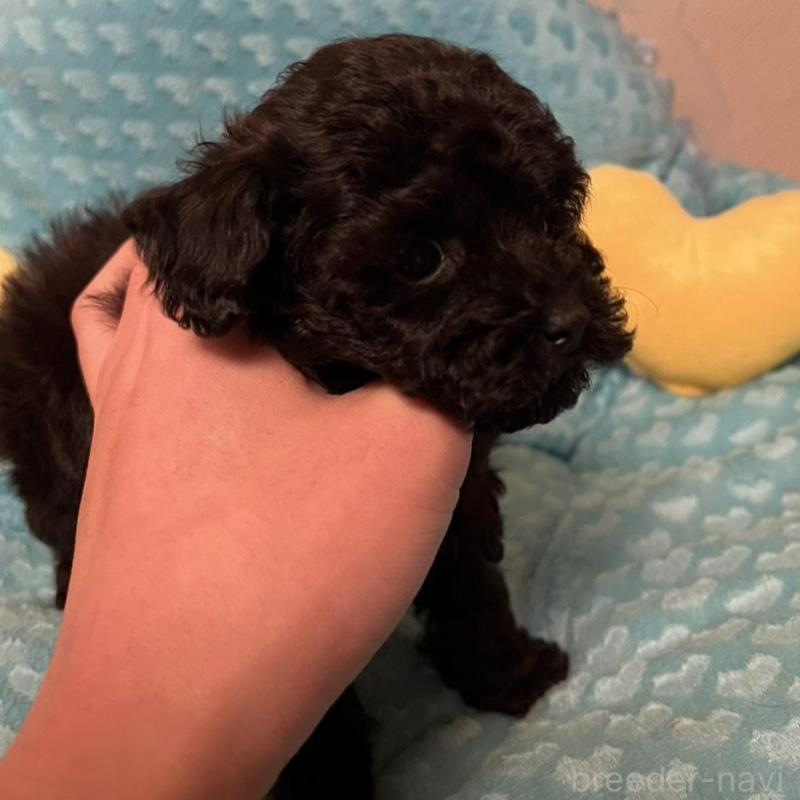 販売中の福岡県のトイプードル-431308の6枚目