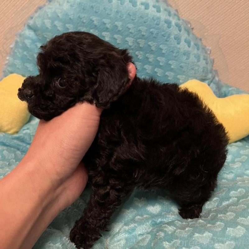 販売中の福岡県のトイプードル-431308の5枚目