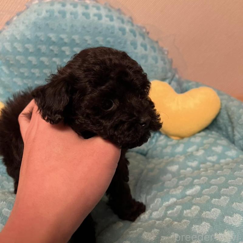 販売中の福岡県のトイプードル-431308の4枚目