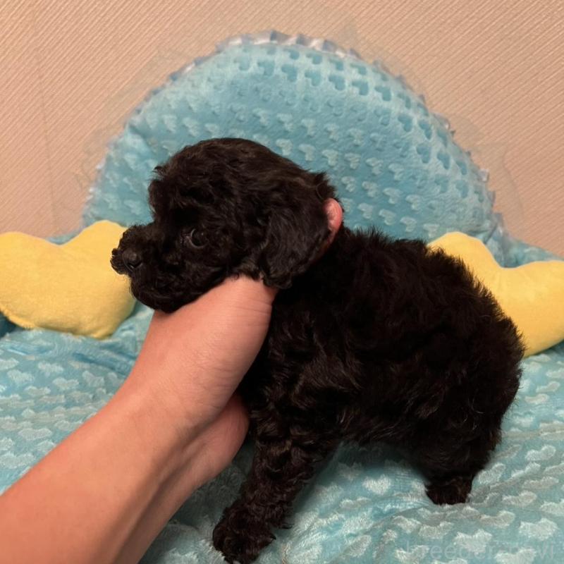 販売中の福岡県のトイプードル-431308の3枚目