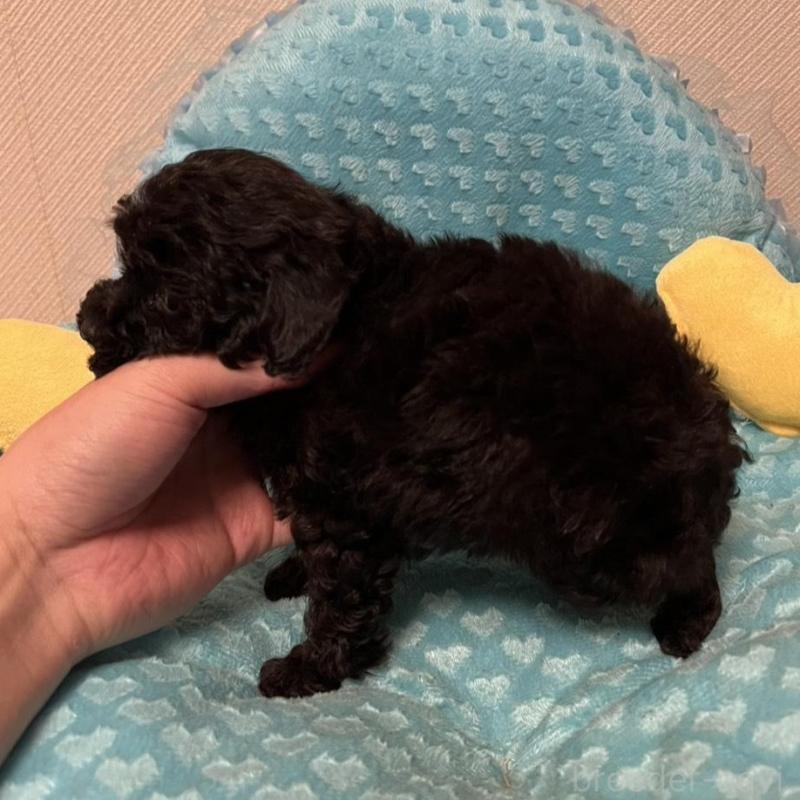 販売中の福岡県のトイプードル-431308の2枚目