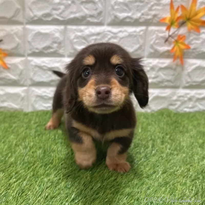 販売中の愛知県のミニチュアダックスフンド(ロングヘアード)-427716