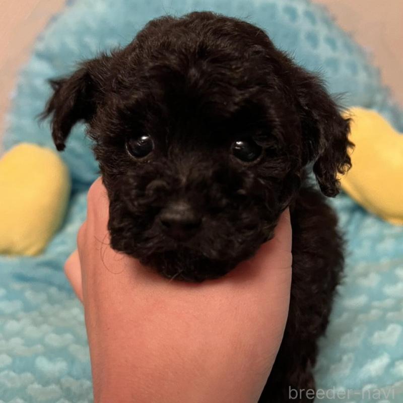 販売中の福岡県のトイプードル-431308