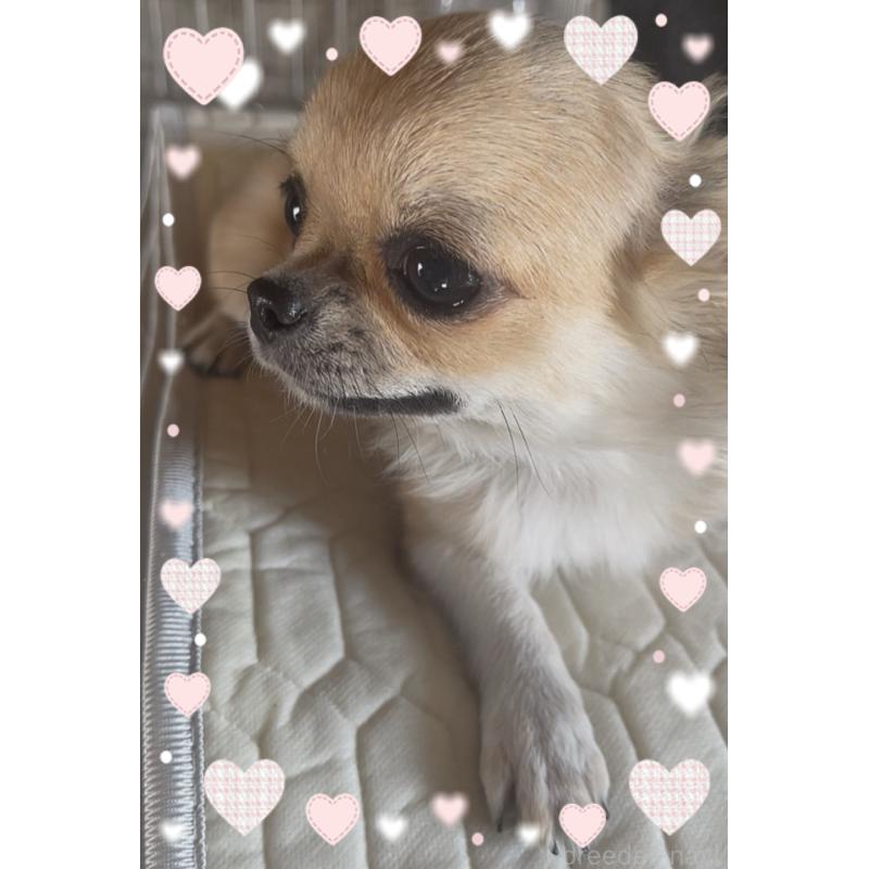 販売中の東京都のチワワ(ロングコート)-431310の3枚目