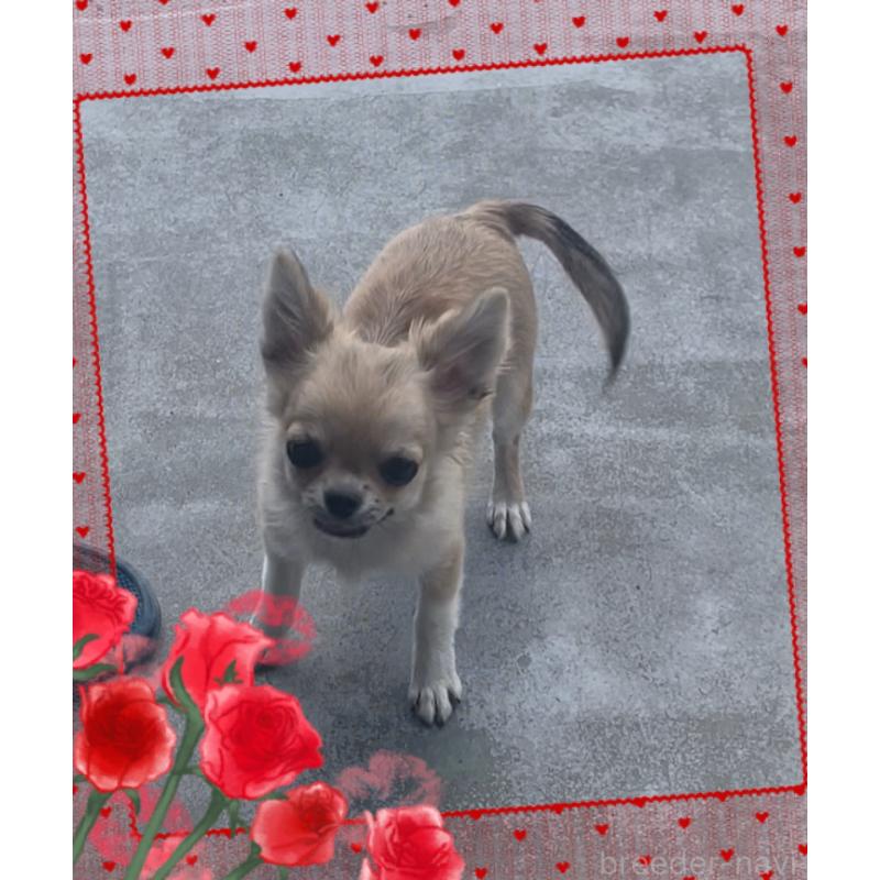 販売中の東京都のチワワ(ロングコート)-431310の2枚目