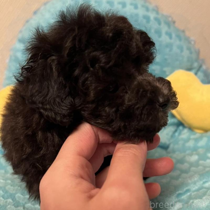 販売中の福岡県のトイプードル-431309の6枚目