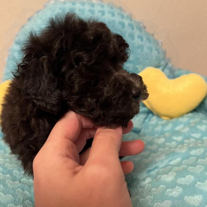 販売中の福岡県のトイプードル-431309の4枚目