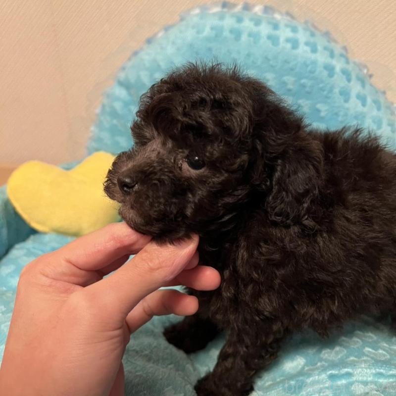 販売中の福岡県のトイプードル-431309の3枚目