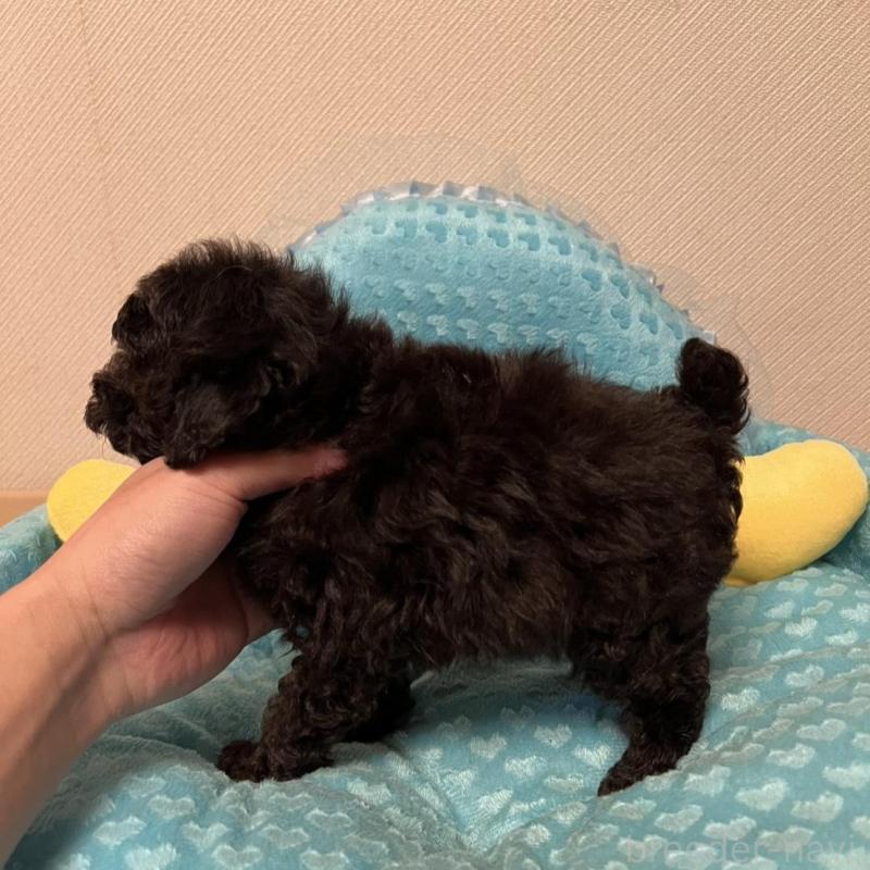 販売中の福岡県のトイプードル-431309の2枚目