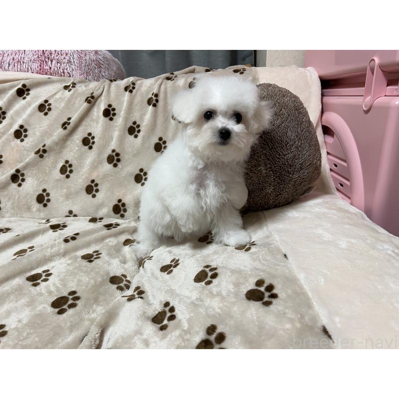 販売中の岐阜県のビションフリーゼ-422797の2枚目