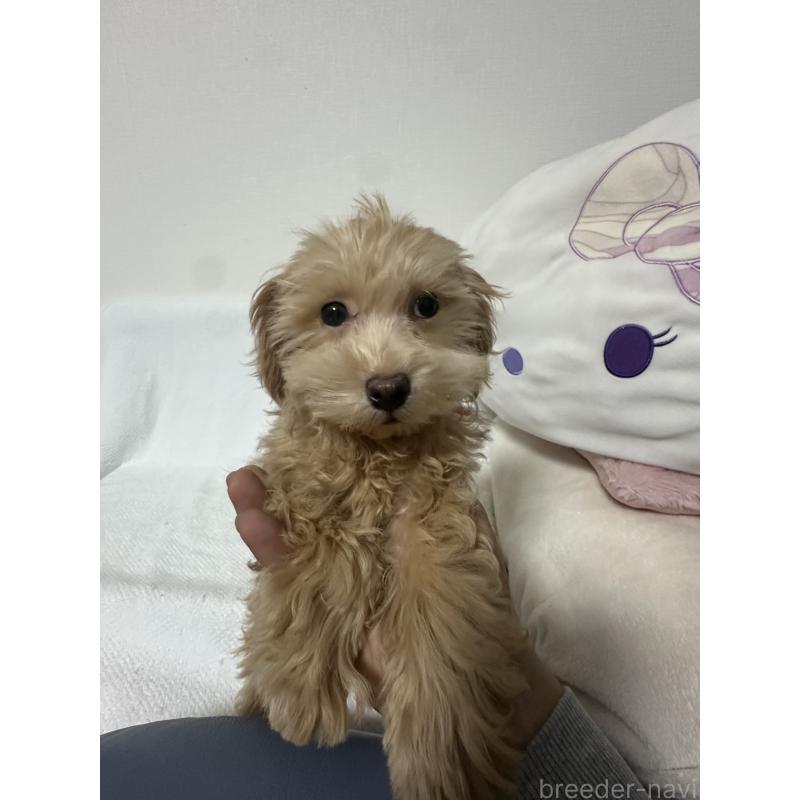 販売中の福岡県のマルプー:マルチーズ×トイプードル-414871の3枚目