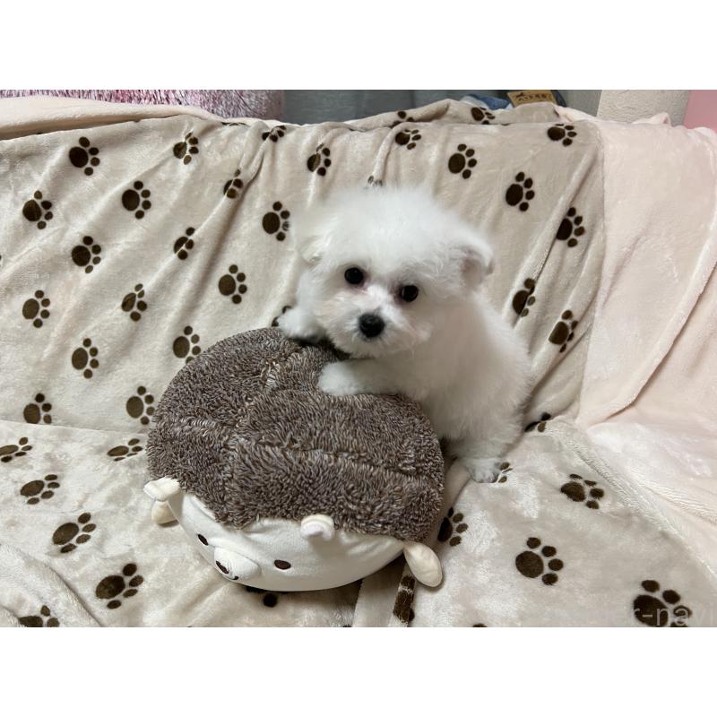 販売中の岐阜県のビションフリーゼ-422798の3枚目