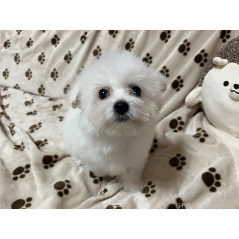 販売中の岐阜県のビションフリーゼ-422798の2枚目