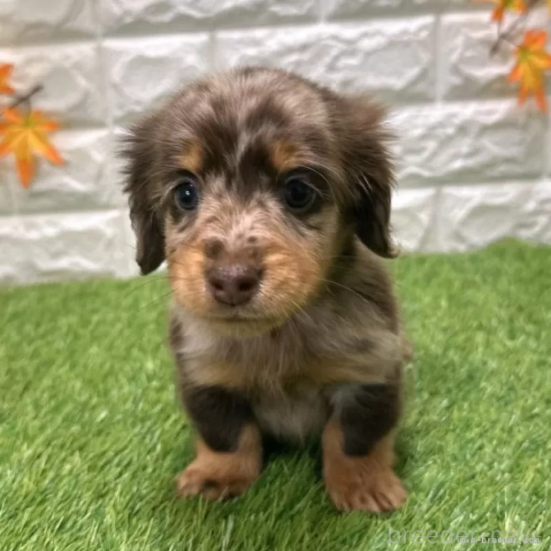 販売中の愛知県のミニチュアダックスフンド(ロングヘアード)-427718