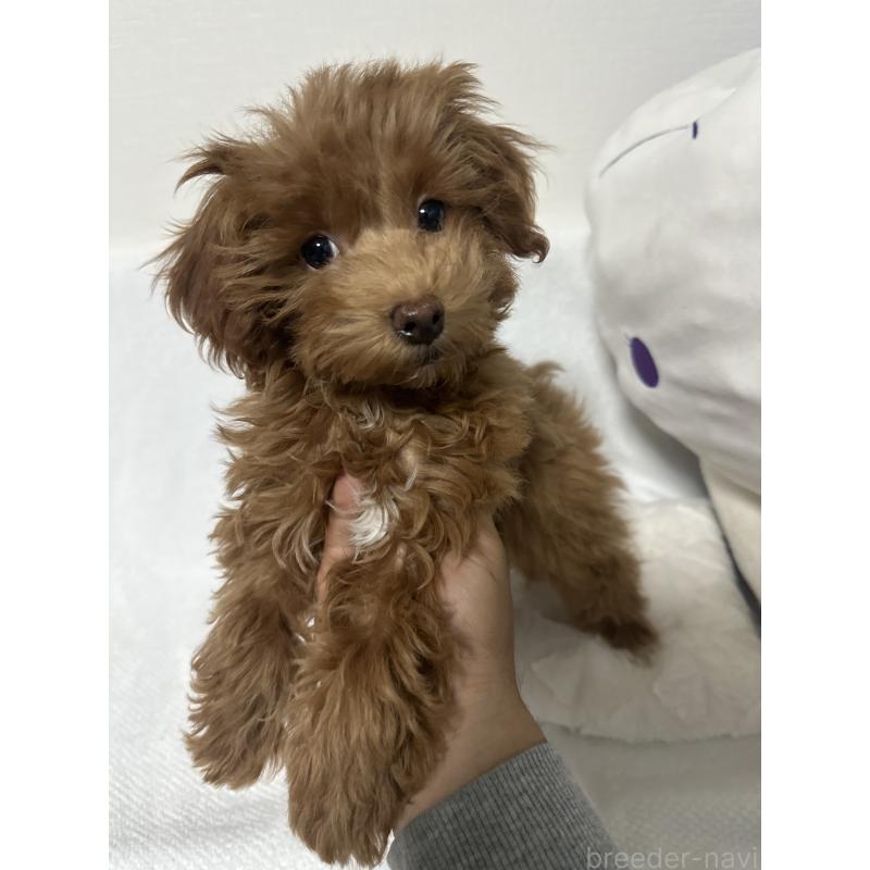 販売中の福岡県のマルプー:マルチーズ×トイプードル-414868の2枚目