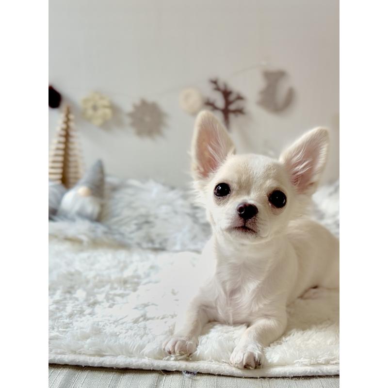 販売中の静岡県のチワワ(ロングコート)-431312の5枚目