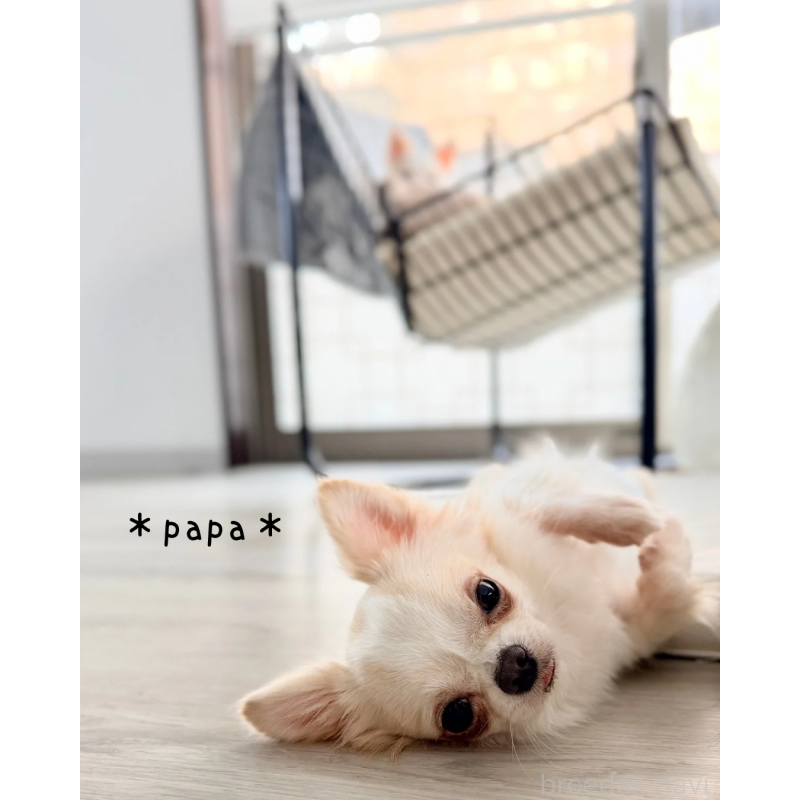 販売中の静岡県のチワワ(ロングコート)-431312の4枚目