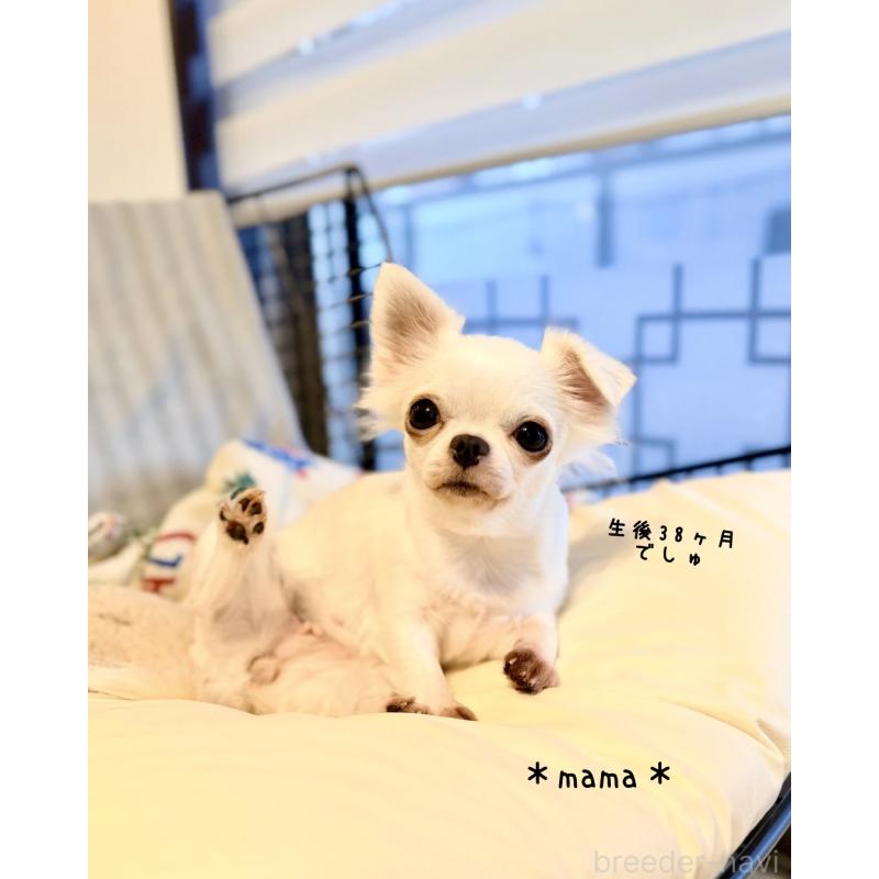 販売中の静岡県のチワワ(ロングコート)-431312の3枚目