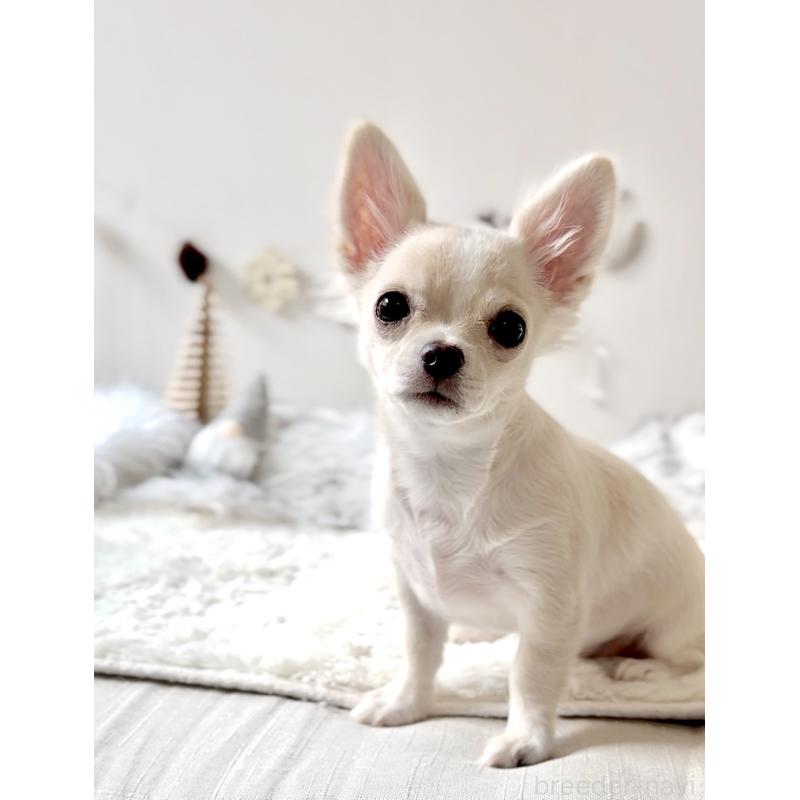 販売中の静岡県のチワワ(ロングコート)-431312の2枚目