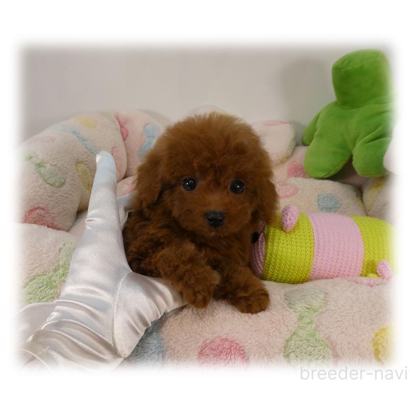 販売中の埼玉県のティーカッププードル-431297の2枚目