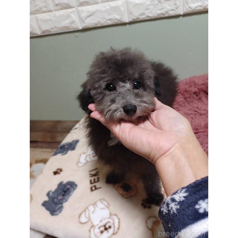 販売中の福岡県のタイニープードル-401282の4枚目