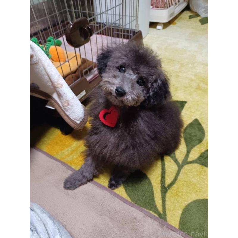 販売中の福岡県のタイニープードル-401282の2枚目