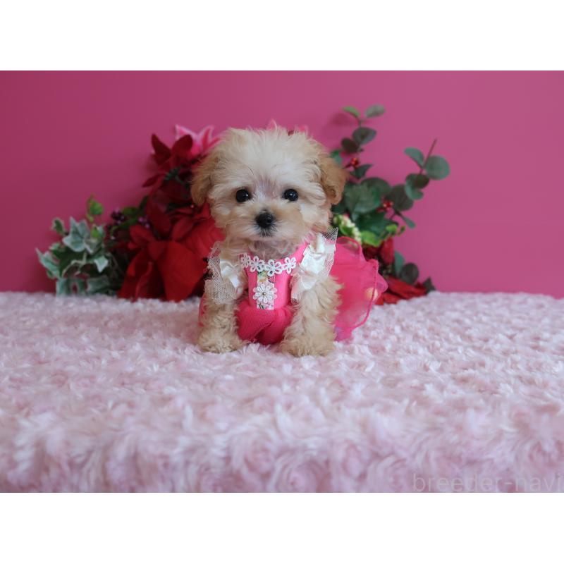 成約済の鹿児島県のティーカッププードル-428027の15枚目