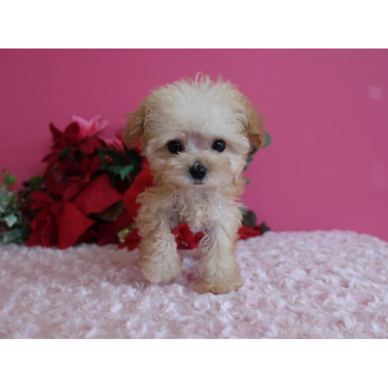 成約済の鹿児島県のティーカッププードル-428027の14枚目