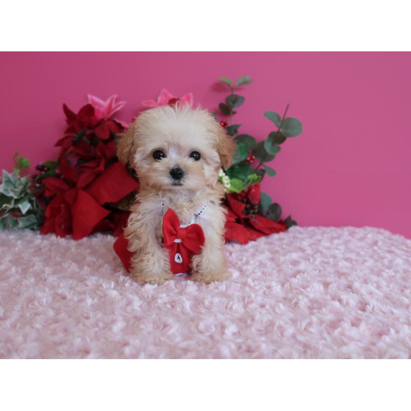 成約済の鹿児島県のティーカッププードル-428027の13枚目