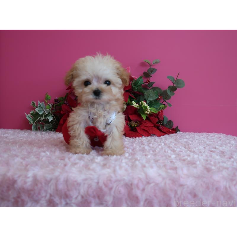 成約済の鹿児島県のティーカッププードル-428027の12枚目