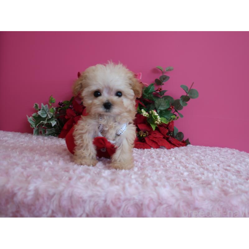 成約済の鹿児島県のティーカッププードル-428027の11枚目