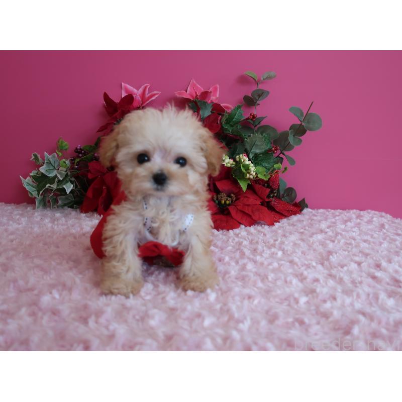 成約済の鹿児島県のティーカッププードル-428027の10枚目