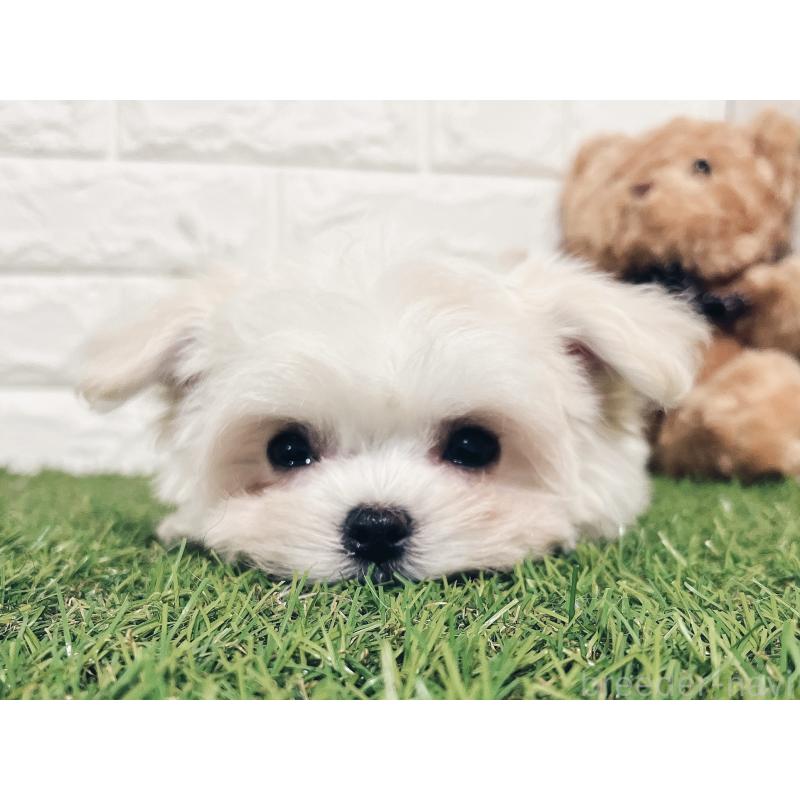 販売中の福岡県のチワマル:チワワ×マルチーズ-414966