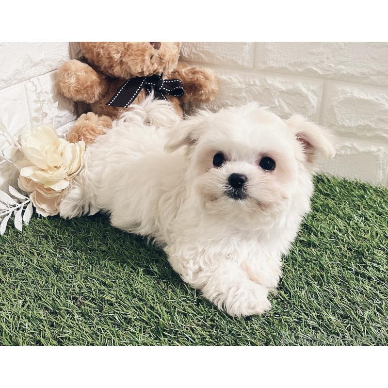 販売中の福岡県のチワマル:チワワ×マルチーズ-414966の6枚目