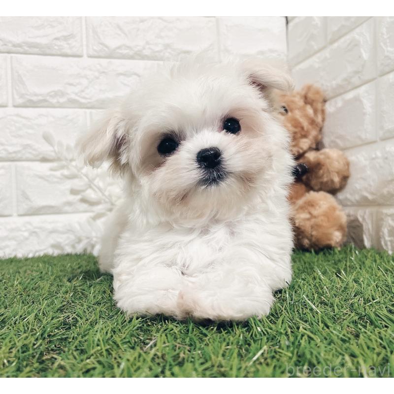 販売中の福岡県のチワマル:チワワ×マルチーズ-414966の5枚目