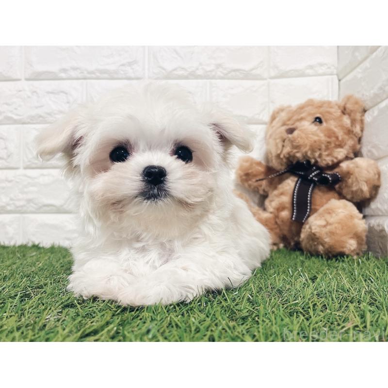 販売中の福岡県のチワマル:チワワ×マルチーズ-414966の4枚目