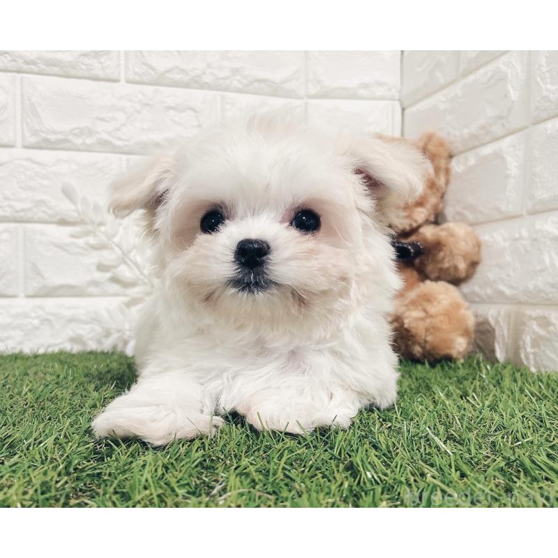 販売中の福岡県のチワマル:チワワ×マルチーズ-414966の3枚目