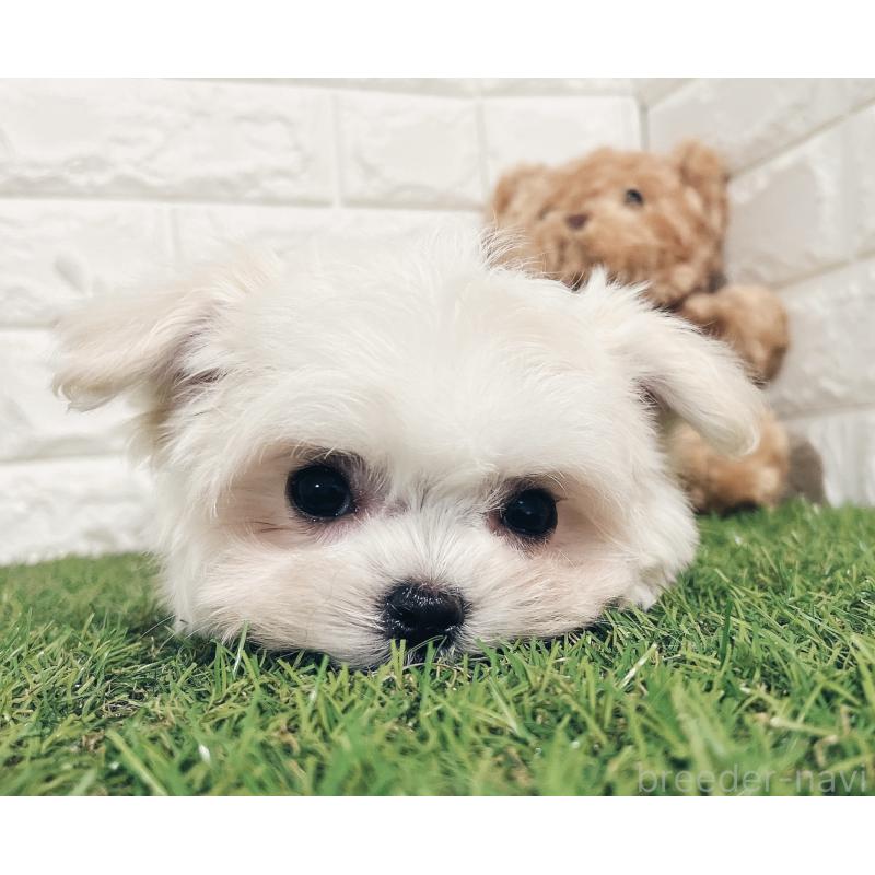 販売中の福岡県のチワマル:チワワ×マルチーズ-414966の2枚目